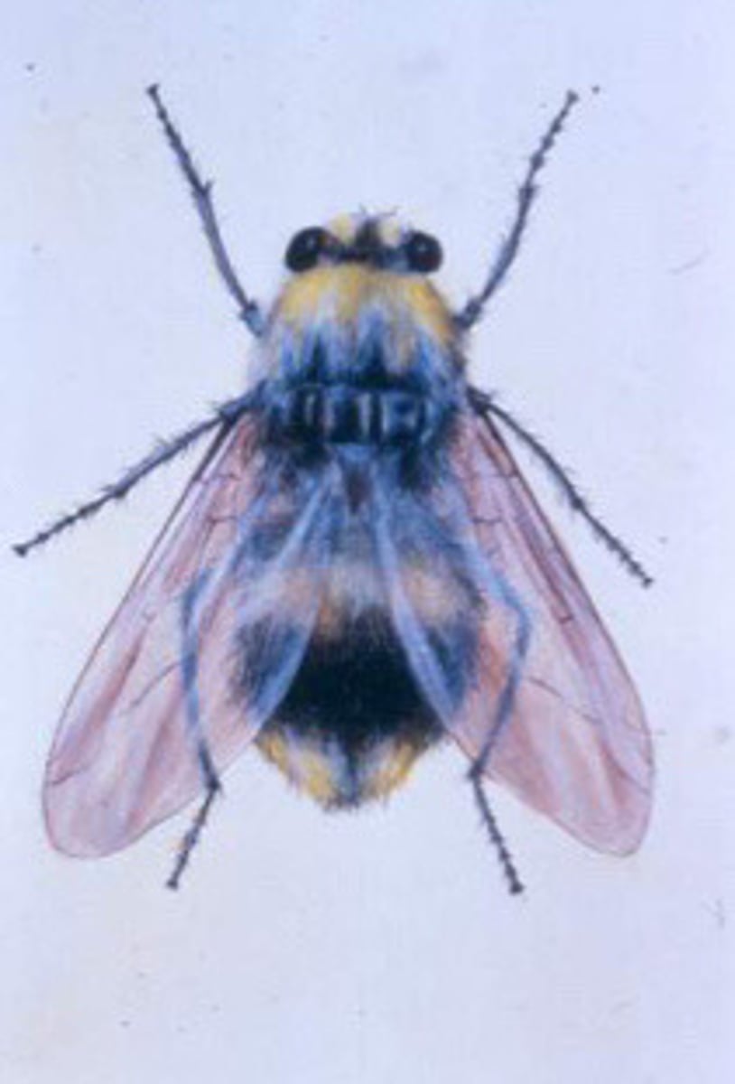 <p>What fly is this?</p>