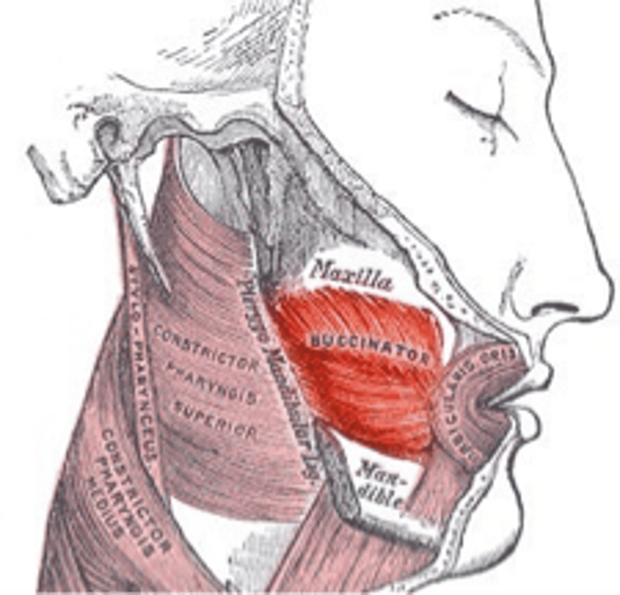 <p>characteristics of buccinator</p>