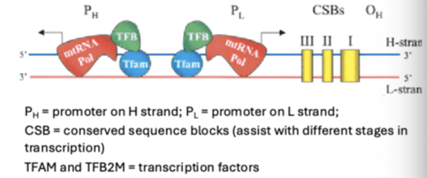 <p>13 for protein components of the electron transport chain and ATP synthase</p><p>22 for tRNA</p><p>2 for rRNA</p>