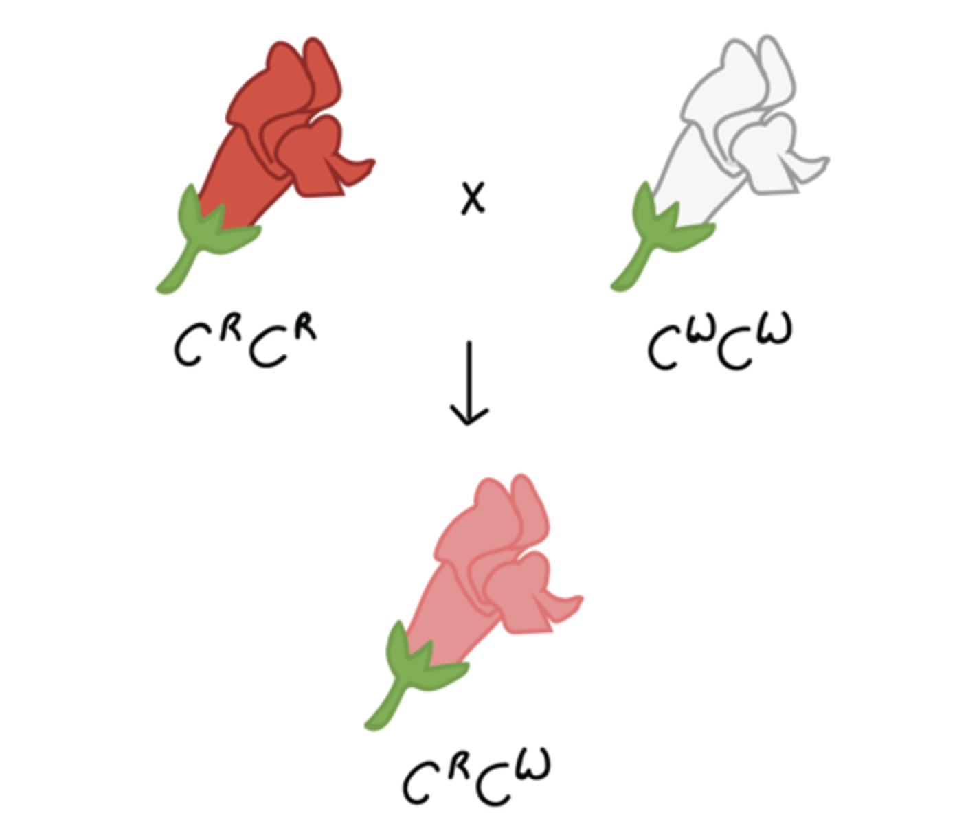 <p>neither allele is completely dominant so heterozygote offspring would express a blend of both traits (red flower x white flower ⇒ flower with PINK petals)</p>