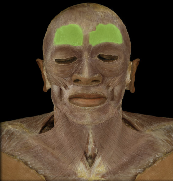 <p>frontalis</p>