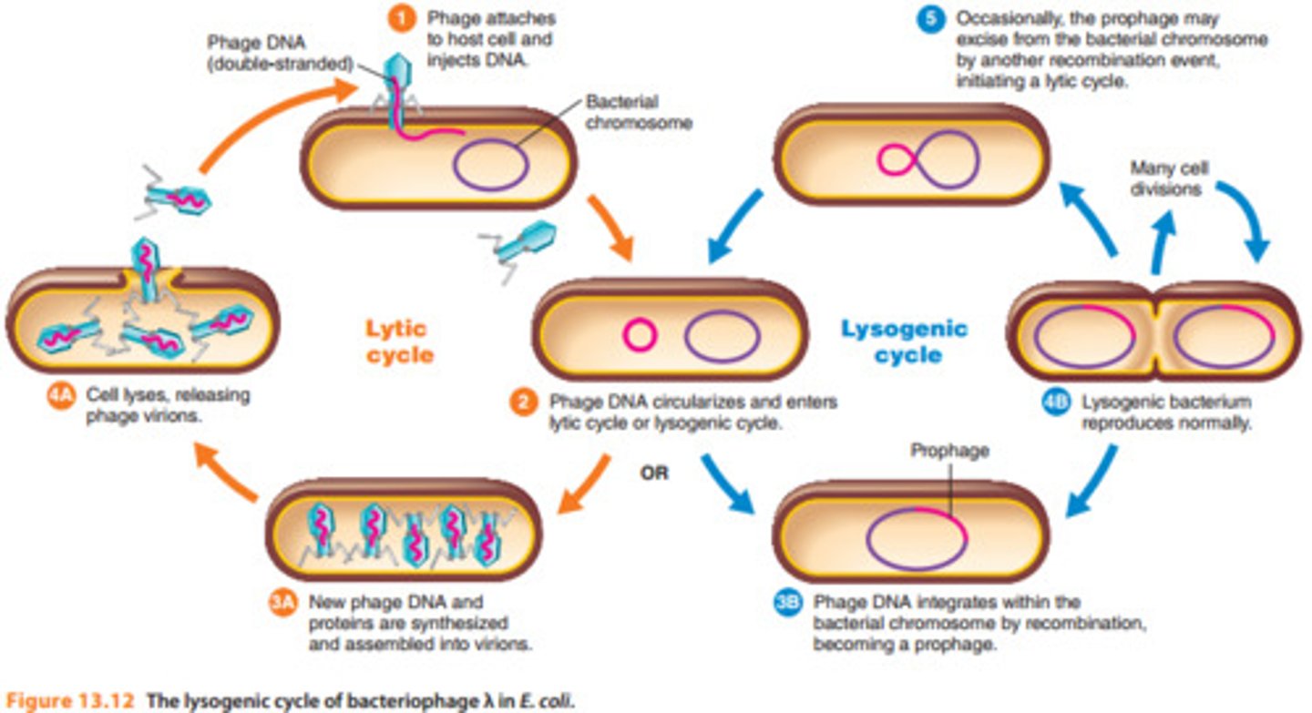 <p>Stages in viral development that result in the incorporation of viral DNA into host DNA. If the bacteriophage does not lyse its host cell, it becomes integrated into the bacterial genome in a harmless form (provirus), lying dormant for one or more generations. The virus may stay integrated indefinitely. However, either spontaneously or as a result of environmental factors, the provirus can reemerge and enter a lytic cycle.</p>