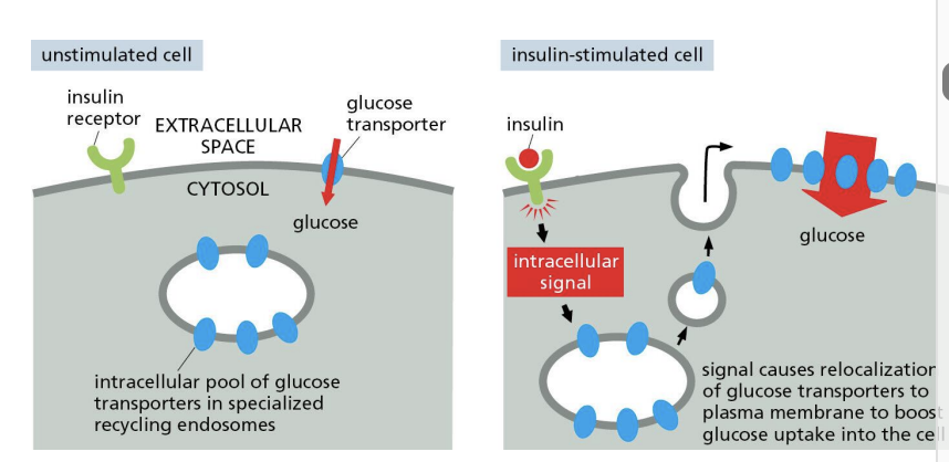 <p>Recycling endosomes can store proteins and move them to the PM when needed.</p>