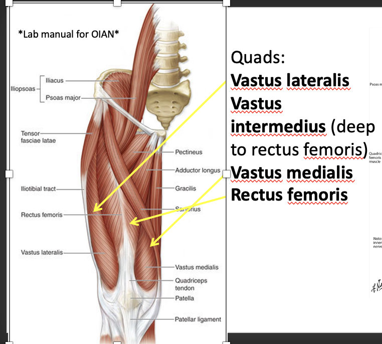 <ol><li><p><span style="background-color: transparent;"><span>Vastus laterallis, intermedius nmedalism and rectus femorsi. Know their locations aon a chrt</span></span></p></li><li><p><span style="background-color: transparent;"><span>Rectus femoris = most superficial</span></span></p></li><li><p><span style="background-color: transparent;"><span>Know their origin insertion and stuff </span></span></p></li></ol><p><strong>Rectus Femoris</strong> </p><ul><li><p><strong>Origin:</strong> AIIS + superior acetabular rim</p></li><li><p><strong>Insertion:</strong> Tibial tuberosity (via patellar ligament)</p></li><li><p><strong>Innervation:</strong> Femoral n. (L2–L4)</p></li><li><p><strong>Function:</strong> <strong>Knee extension</strong> + <strong>hip flexion</strong></p></li></ul><p> <strong>Vastus Lateralis</strong> </p><ul><li><p><strong>Origin:</strong> Greater trochanter + lateral linea aspera</p></li><li><p><strong>Insertion:</strong> Tibial tuberosity</p></li><li><p><strong>Innervation:</strong> Femoral n. (L2–L4)</p></li><li><p><strong>Function:</strong> <strong>Knee extension</strong></p></li></ul><p> <strong>Vastus Medialis</strong> </p><ul><li><p><strong>Origin:</strong> Intertrochanteric line + medial linea aspera</p></li><li><p><strong>Insertion:</strong> Tibial tuberosity</p></li><li><p><strong>Innervation:</strong> Femoral n. (L2–L4)</p></li><li><p><strong>Function:</strong> <strong>Knee extension</strong>, stabilizes patella (<strong>VMO</strong>)</p></li></ul><p> <strong>Vastus Intermedius</strong> </p><ul><li><p><strong>Origin:</strong> Anterior & lateral femoral shaft</p></li><li><p><strong>Insertion:</strong> Tibial tuberosity</p></li><li><p><strong>Innervation:</strong> Femoral n. (L2–L4)</p></li><li><p><strong>Function:</strong> <strong>Knee extension</strong></p></li></ul><p></p>