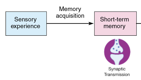 <p>Incoming sensory information causes temporary physical changes in neural circuits (e.g., brief shifts in neurotransmitter release or receptor sensitivity)</p>
