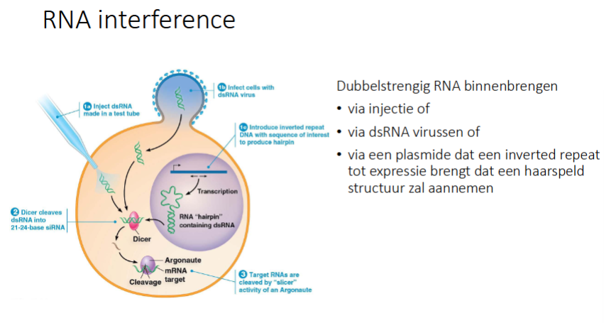 <ul><li><p>Via injectie: blijkt wel een RNAi respons te geven</p></li><li><p>via ds RNA virussen: geen RNAi → werkt enkel bij planten en C-elegans en dus niet bij de mens</p></li><li><p>via een plasmide dat een inverted repeat tot expressie brengt dat een haarspeld structuur zal aannemen (want inverted repeat geeft aanleiding tot interne complementariteit)</p></li></ul><p></p>