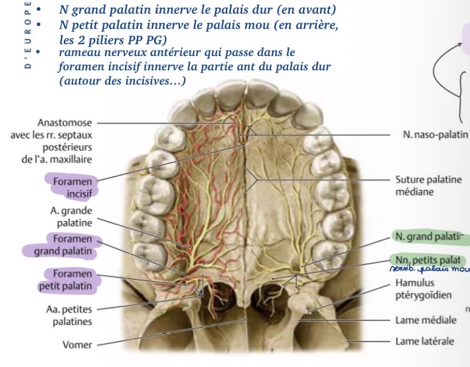 <p>•foramen incisif sur la suture médiane des os maxillaires<br />
Le rameau nerveux antérieur (nerf naso-palatin), innerve partie ant du palais dur (autour des incisives)</p>
<p>•foramen grand palatin<br />
n grand palatin (innerve palais dur en avant)<br />
•foramen petit palatin<br />
n petit palatin (innerve le palais mou en arrière, piliers PP et PG)</p>