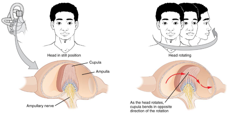 <ul><li><p>semicircular canals- bony loops of the inner ear</p></li><li><p>semicircular ducts- membranous labyrinth within the canals</p></li><li><p>3 semicircular canals are located on three different planes</p><ul><li><p>ampullae- there are swelling or enlargements at the base of each of the 3 duscts</p></li><li><p>cristae- thickenings in the ampullae</p></li><li><p>cupula- cells with nerve hairs in the cristae and hairs are covered with this gelatinous mass</p></li></ul></li><li><p>when head moves, inertia causes a current of fluid (endolymph) in a semicircular dict</p><ul><li><p>current bends the nerve hairs</p></li></ul></li><li><p>since ducts are located on 3 different planes, direction of head movement determines which ampullae are affected</p><ul><li><p>allows us to maintain equilibrium as the body is moving</p></li></ul></li></ul><p>Dynamic equilibrium- this equilibrium of motion</p><p></p>