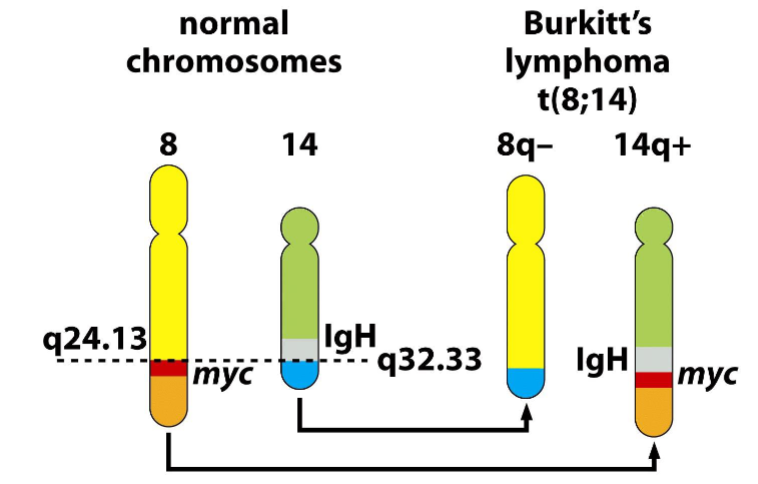 <p><span>Burkitt’s lymphoma</span></p>