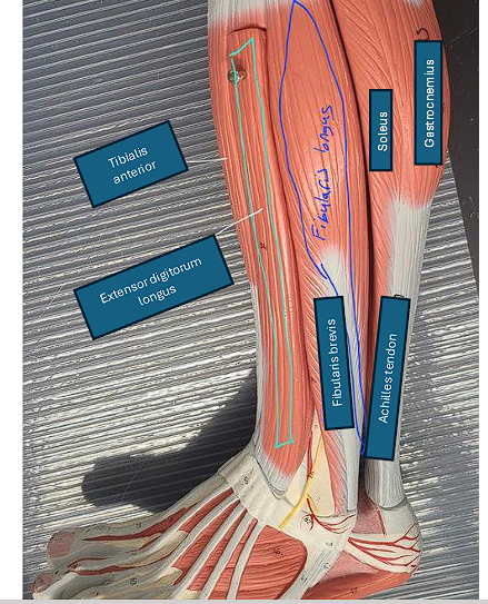 <p>function not required! </p><p></p><ul><li><p>towards the <strong><u>HEEL </u></strong></p></li></ul><p></p>