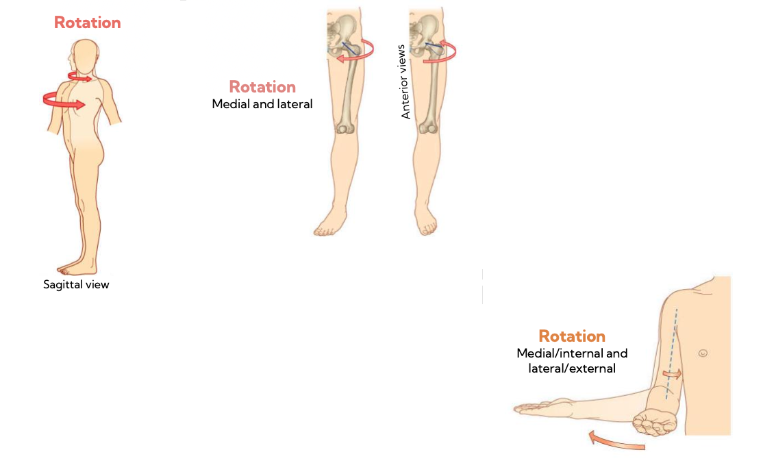 <p>rotation ( medial &amp; lateral for any showing 2 rotations)</p>