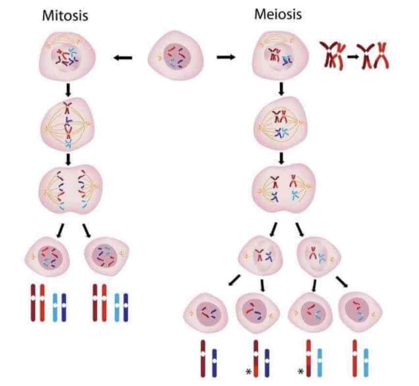 <p>two daughter cells</p>