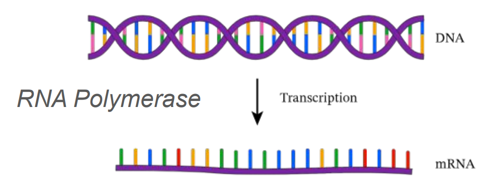 <p>Enzyme that makes a copy of a gene from the genome so it can be sent to a ribosome. </p>