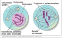 <p>Chromatin condenses into chromosomes, Nucleoli disappears, Each duplicated chromosome appears as two identical sister chromatids, joined at the centromere, Mitotic spindle begins to form, Centrosomes move to opposite ends of the cell, Nuclear envelope fragments, Microtubules extend from each centrosome and attach to the centromeres of the chromosomes</p>