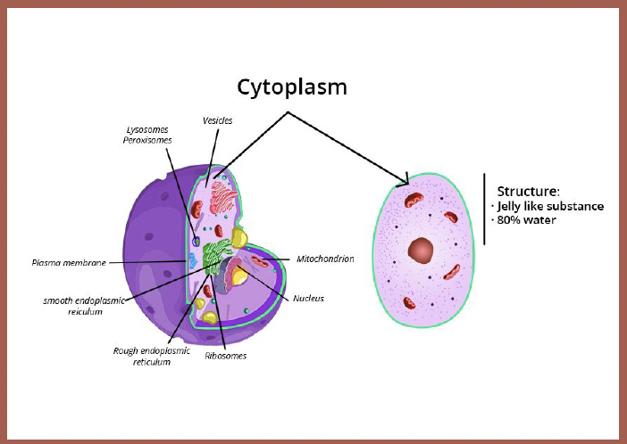 <p>Cytoplasm</p>