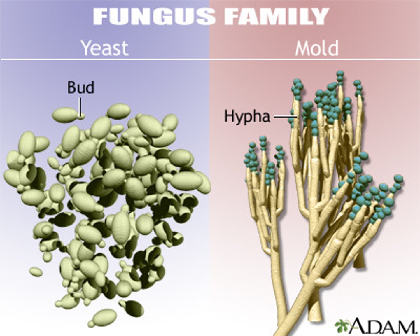 <p>Molds- multicellular mold have hyphae (multicellular filaments), grow fuzzy</p><p>Yeast- round, unicellular (single cell), reproduce by budding (asexual- asymmetrical division), grow as colonies</p>