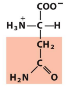 <p>Identify this amino acid</p>