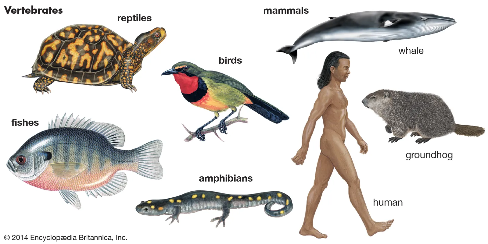 Mammals, reptiles, birds, amphibians, fish