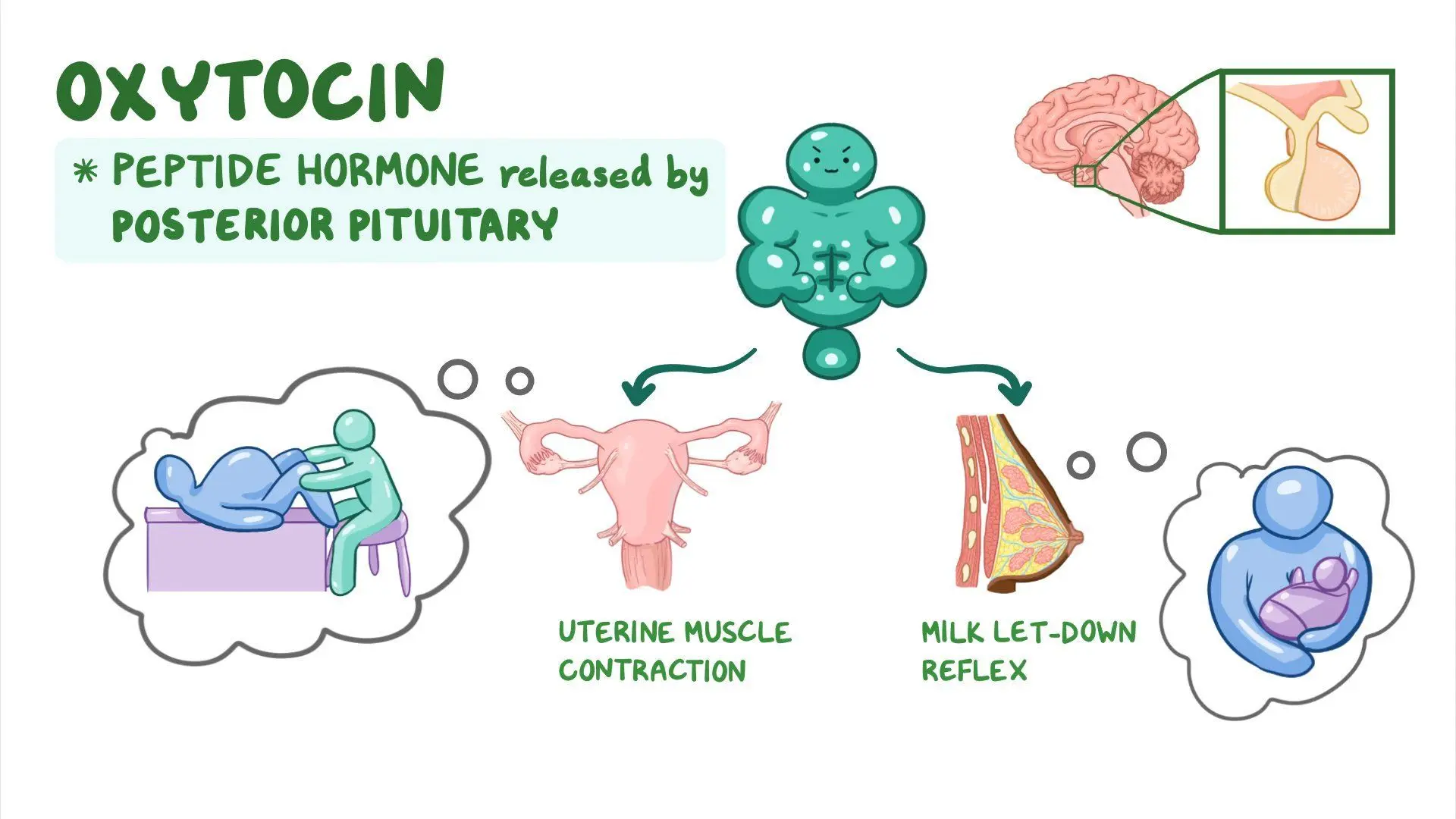 <ul><li><p><strong>labor ( uterine contraction ) </strong></p></li><li><p><strong>milk release</strong></p></li><li><p><strong>bonding </strong></p></li></ul><img src="https://lh7-rt.googleusercontent.com/docsz/AD_4nXfJ5lNmGUqoJVcREsqYIHWY0N4LA8ILcCKjWQZbvaS-XDxLhx59R2upSu4Q2pcZ76lH_IvyTRFJc8K-UaUU4lnI2WVZ2Nnxem5YnpGKtEqLVaQek7JOS9WcfCXrihOeT_eqSDEBMw?key=X-mcL7cF3rR3Ea-ljLhXOFRU" data-width="25%" data-align="center"><p></p>