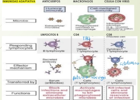 <p><strong><u>Linfocitos (Helper) CD4+</u></strong><u>:</u> reconocen APCs(dendritas) activadas con MHC II + peptido</p><ul><li><p>Th1 <span data-name="arrow_up" data-type="emoji">⬆</span> Capacidad litica de macrofagos</p></li></ul><p><strong><u>Linfocito CD8+</u></strong>: reconocen <strong>MHC I</strong> se activan y diferencian a <strong>T citotoxicos</strong></p><div data-type="horizontalRule"><hr></div><p>De la linfopoyesis del <strong>timo</strong> salen: </p><ul><li><p>Linfocitos T virgenes Th0, (sin contacto con AG) maduros pero no activados (Naive)</p></li></ul><p>En la <strong>periferia</strong> (ganglios linfáticos) se diferencian, o sea se activan.</p><ul><li><p>En contacto con AG en <strong>MHC II se diferencia a Th1 Th2 Th17 Treg</strong></p></li></ul><p></p>