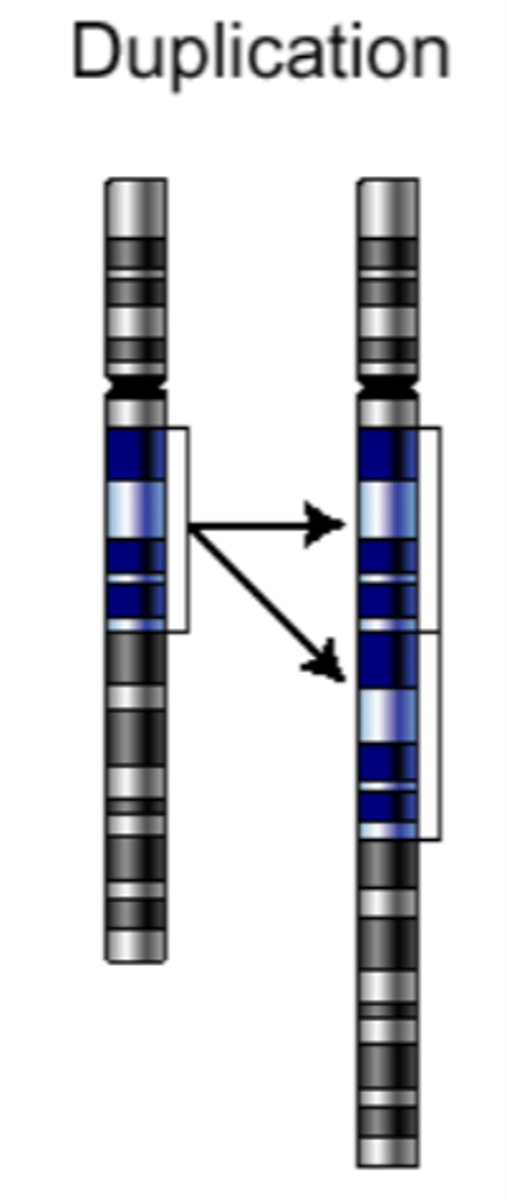 <p>The repetition of a chromosomal segment compared to the normal parent chromosome</p>