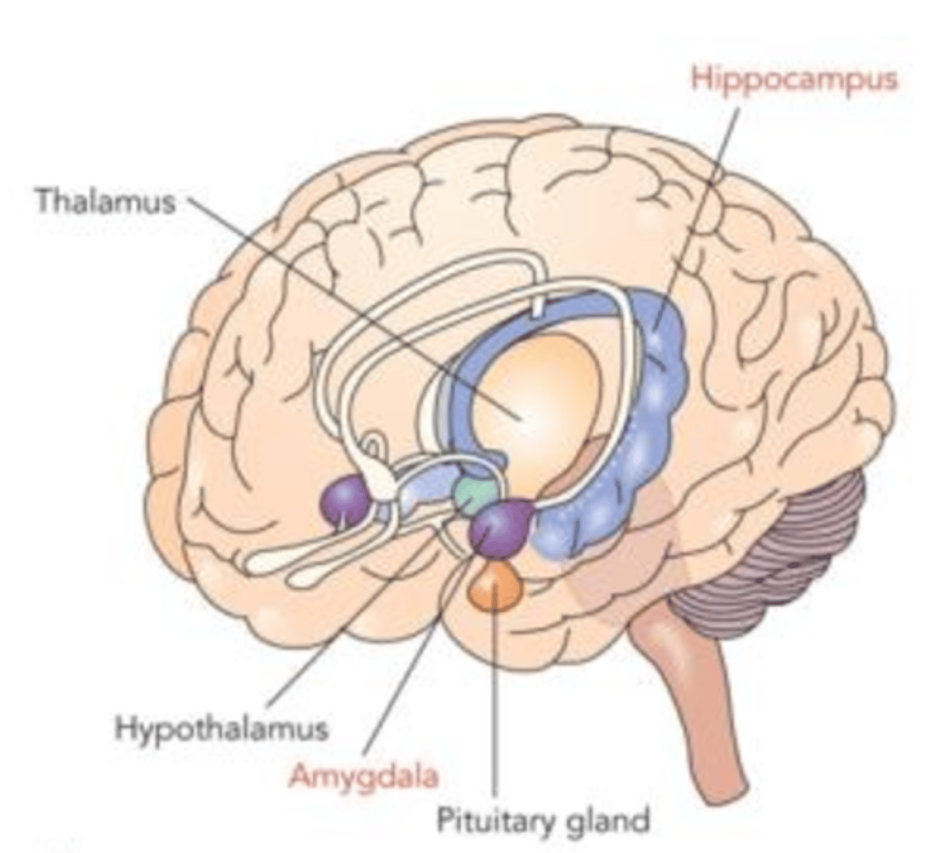 <p>Within the <strong>forebrain</strong>: Facilitates memory storage and retrieval, represent emotional states, conduit between higher brain areas and autonomic nervous system: fight or flight</p><p></p><p><strong>Hippocampus</strong>: Forming and retrieving memories, Damage to hippocampus can result in profound amnesia: Patient H.M.</p><p></p><p><strong>Patient H.M. Case Study:</strong> Singular study examining behaviour consequences: Underestimated own age, apologized for forgetting names of who he'd been introduced to, describes current state as "waking from a dream, everyday alone in itself"</p><p><strong>Severe Anterograde Amnesia:</strong> Inability to form new long term memories </p><p></p><p><strong>Amygdala:</strong> Organizes emotional responses especially aggression and fear </p><p></p><p><strong>fMRI scan experiment:</strong> 2 types of visual stimuli: red circle paired with a painful shock, blue circle paired with nothing. Fear conditioned response: seeing the red circle = strong activation of the amygdala: fear of getting shocked </p><p><strong>Stimulation experiment: </strong>Monkey: Snarling and aggressive behaviour as a result of probing/stimulating this area of the brain, suggests activation in the amygdala is linked to these emotional responses: fear + aggression </p><p><strong>Patient S.M. Case Study: </strong>Urbach-Wiethe disease resulted in near complete bilateral destruction of the amygdala from late childhood onwards. Called "the woman with no fear": no behavioural or physiological fear response to handling snakes or spiders, haunted houses, scary movies </p><p>- <strong>Did have fear response to C02 inhalation</strong>: slowly reducing oxygen and slowly suffocating, not an associated fear response. </p><p></p><p><strong>- Suggests that amygdala might be selectively involved in conditioned fear</strong></p><p><strong>- Innate fear responses to physiological danger, like suffocation, are managed by other brain regions outside the amygdala</strong></p>