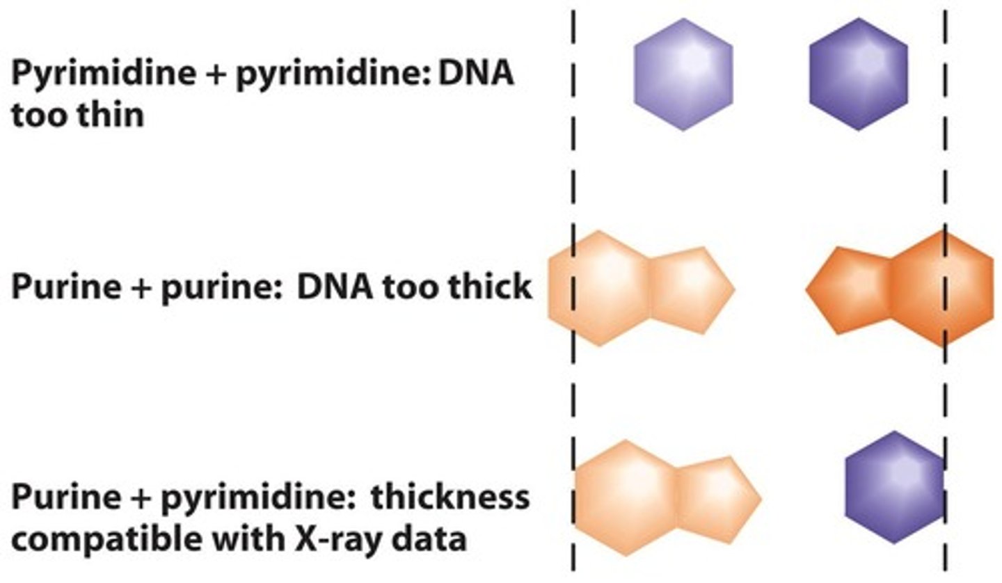 <p>A purine pairs with a pyrimidine in the DNA structure.</p>