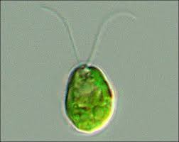 <p>Unicellular (green algae) </p><p>resemble the gametes of more complex</p><p>chlorophytes</p>