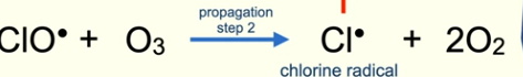 <ul><li><p>Cl radical in step 2 can go and trigger step1 propagation</p></li><li><p>Alternatively Chlorine monoxide radical in step 1 could react with ozone </p></li></ul><p></p>