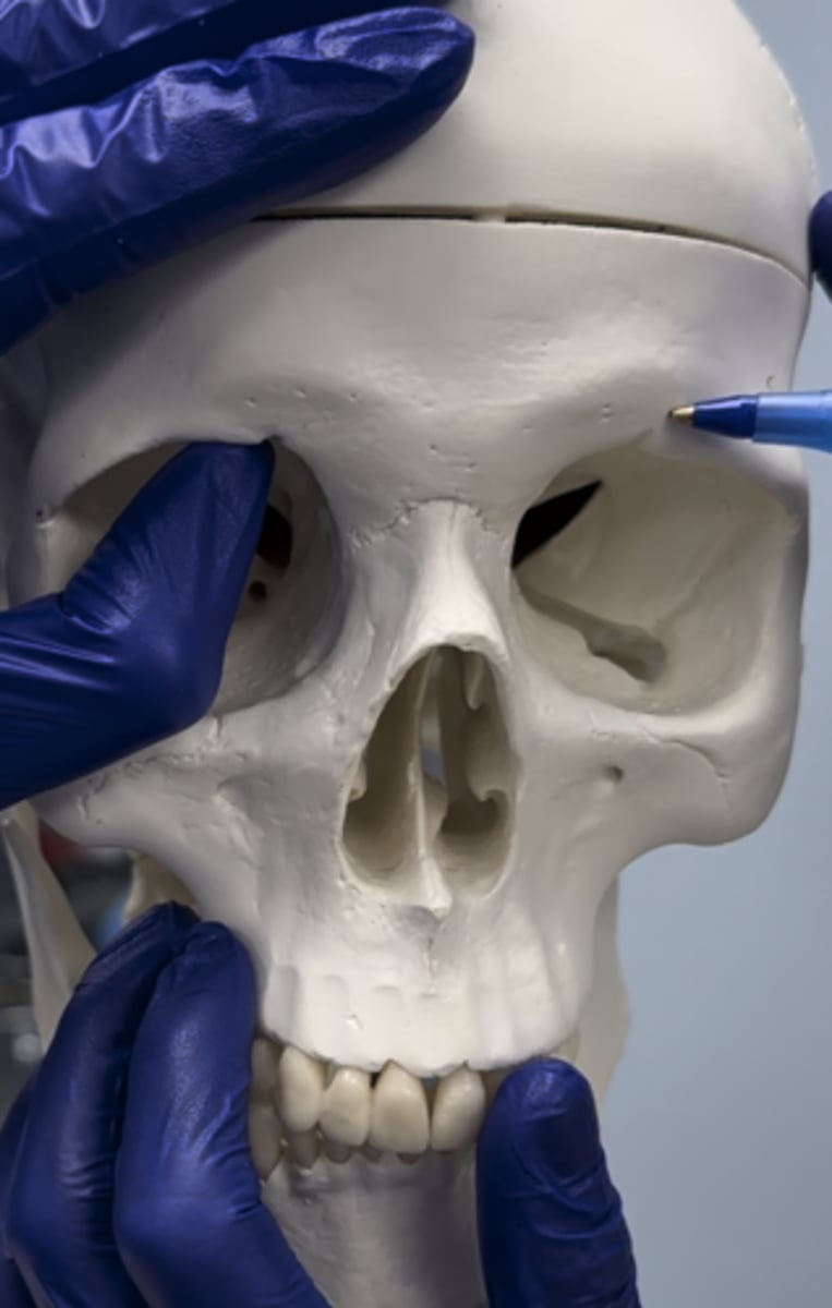 <p>What is the area shown on the top of the orbit</p>