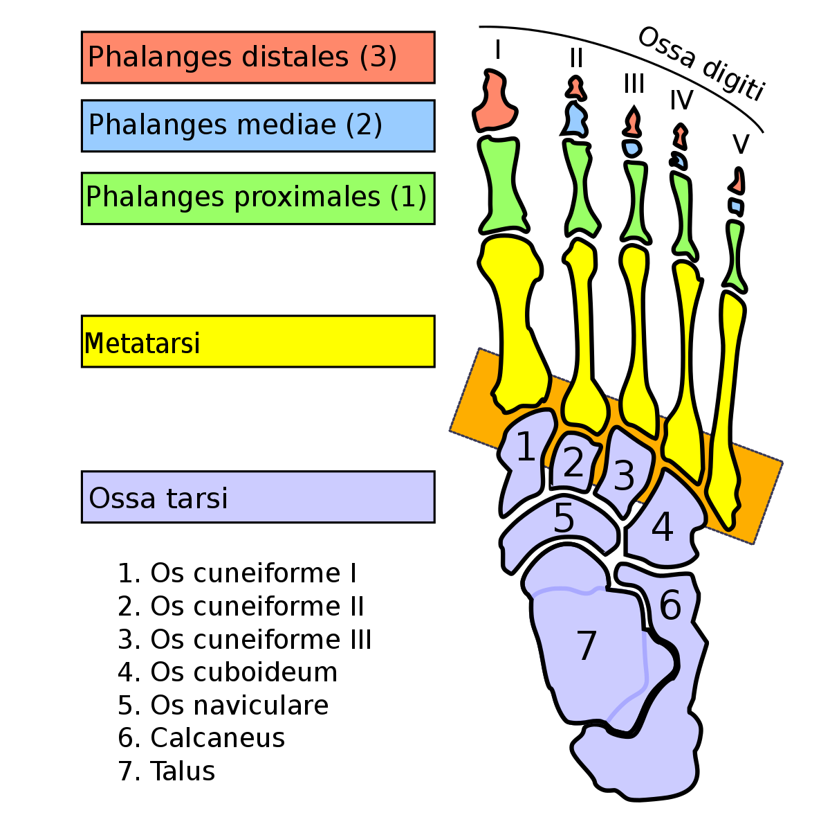 <p>Foot (Metatarsals): Bone Location</p>