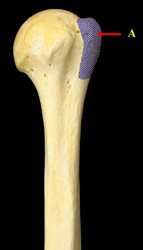 <p>Large lateral prominence; site of the attachment of rotator cuff muscles</p>