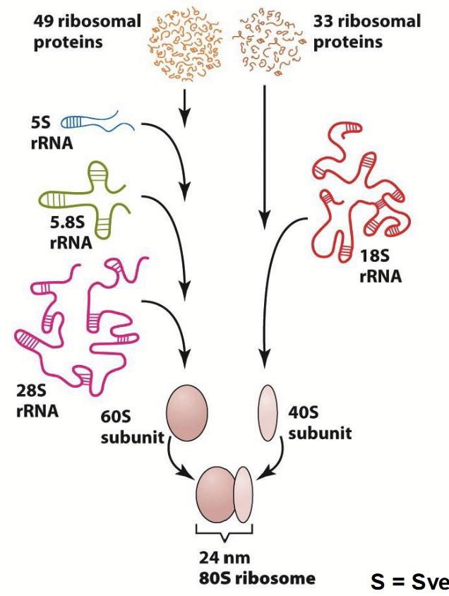 <p><strong>49 ribosomal proteins and 33 ribosomal proteins.</strong></p><p>49 ribosomal proteins + 5S rRNA + 5.8S rRNA + 28S rRNA = 60S subunit.</p><p>33 ribosomal proteins + 18S rRNA = 40S subunit.</p><p><strong>60S subunit + 40S subunit = 24 nm 80S ribosome.</strong></p>