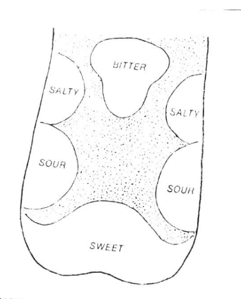 <ol><li><p>Sweet</p></li><li><p>Sour</p></li><li><p>Salty</p></li><li><p>Bitter</p></li></ol><p>`</p>