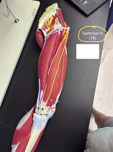 <p>Sartorius muscle.  This muscle flexes, abducts, and laterally rotates the thigh.</p>