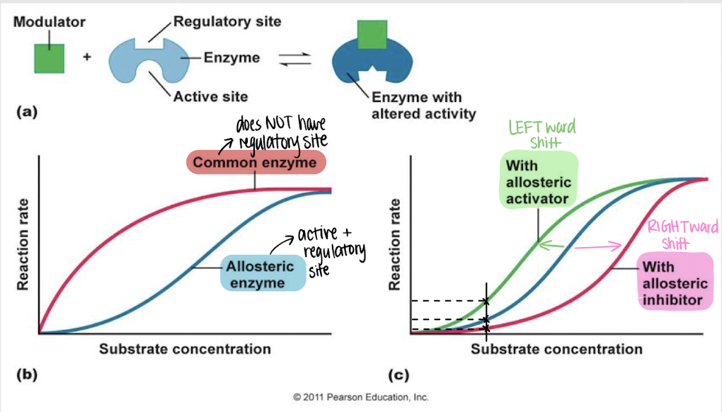 <p>allosteric regulation </p>