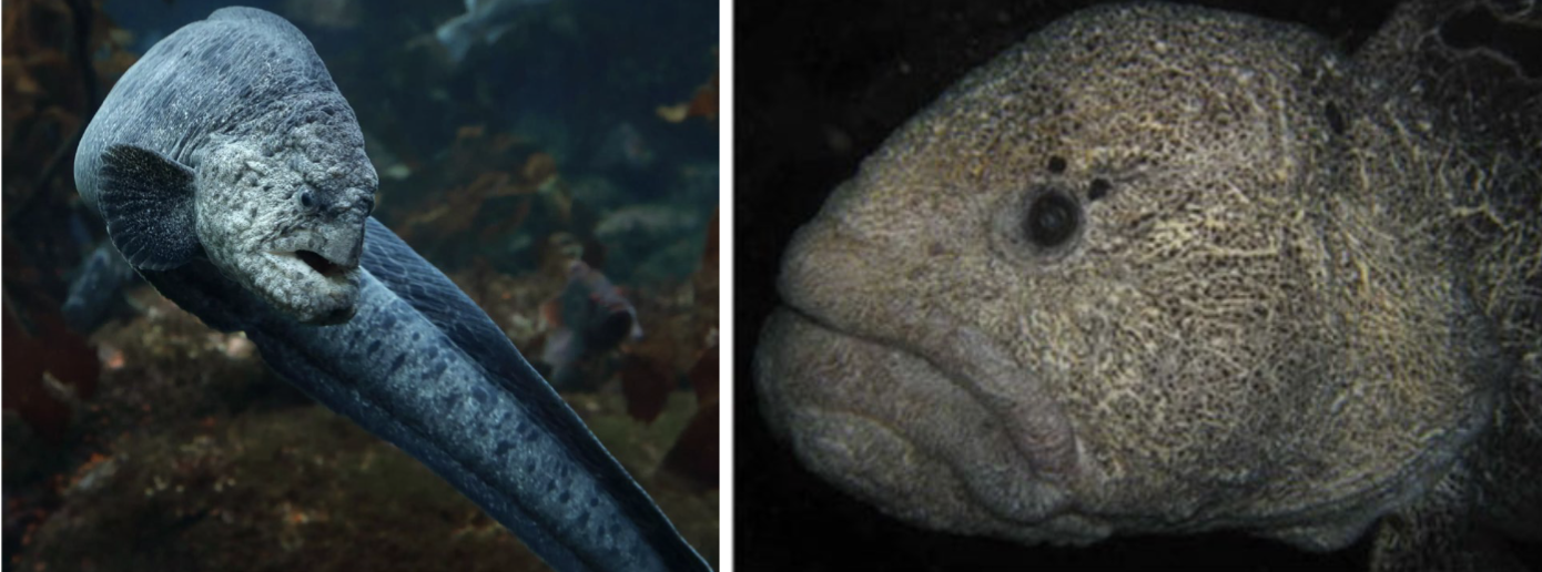 <p>Anarhichadidae</p>