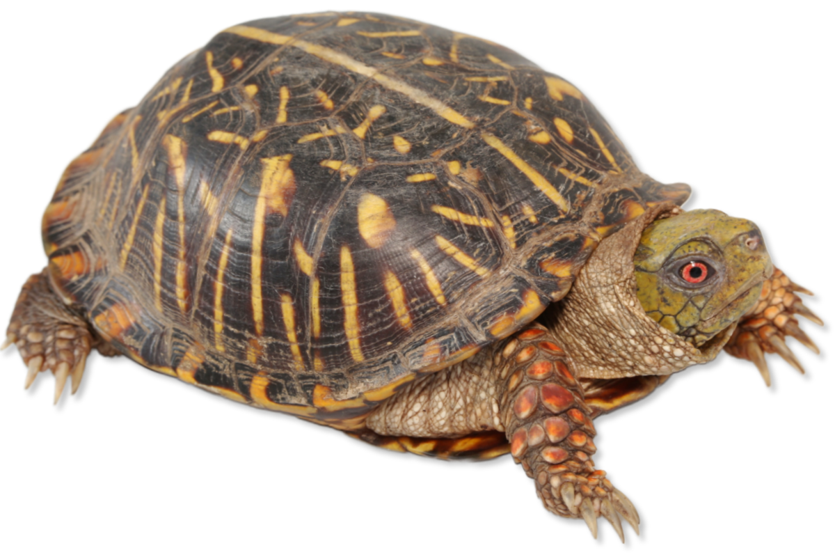 Ornate Box Turtle