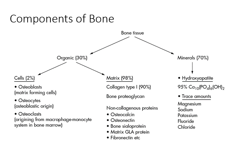 <p>30% Organic</p><ul><li><p>Cells 2%</p><ul><li><p><strong>Osteoblasts (</strong>form bone)</p></li><li><p><strong>Osteocytes </strong>(encased within bone, signaling)</p></li><li><p><strong>Osteoclasts </strong>(macrophages, bone reabsorption)</p></li></ul></li><li><p>Matrix 98%</p><ul><li><p><strong>Collagen Type I</strong></p></li><li><p><strong>Proteins</strong></p></li></ul></li></ul><p>70% Minerals</p><ul><li><p><strong>Ca2+</strong></p></li><li><p><strong>Phosphate</strong></p></li></ul><p></p>