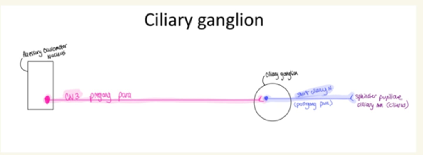 <p>post-ganglionic parasympathetics</p>