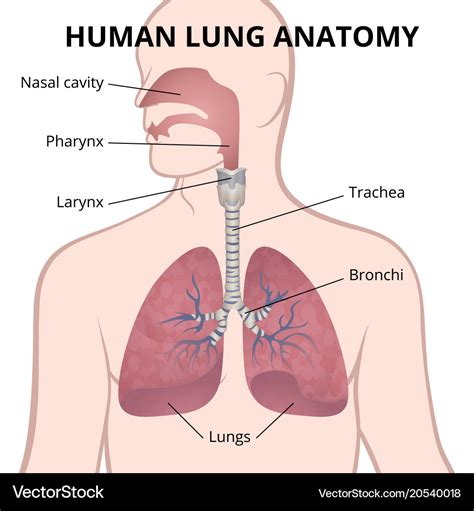 <p>The main function is the delivery of fresh air where gas exchange can occur between the air and circulating blood. The respiratory system includes nasal cavity, <mark data-color="yellow" style="background-color: yellow; color: inherit">pharynx (svalg), larynx (struphuvud), trachea</mark>, bronchi and lungs</p>