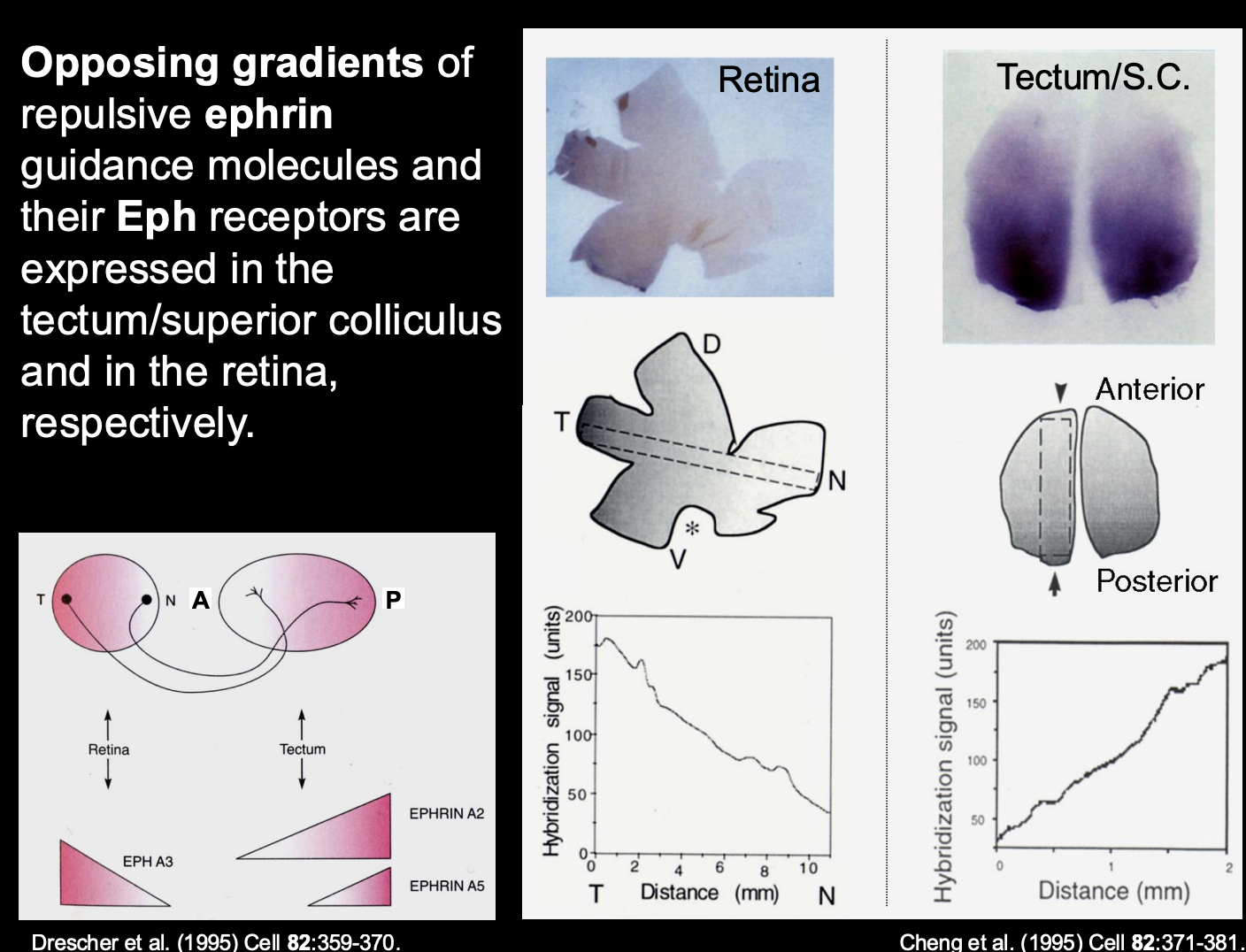 <ul><li><p>Have a large family of <strong>receptor tyrosine kinases</strong></p></li><li><p>Correspond to A or B types</p></li></ul><p>Therefore</p><ul><li><p>All A-type Ephrin ligands→ activate all A-tpye Eph receptors</p></li><li><p>All B-type Ephrin ligands→ activate any B-type Eph Receptor</p></li></ul><p>i.e specific ligands go to specific recetprso (similar to what is seen in motor neuron?)</p><p></p><p></p>