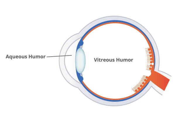 <p>Aqueous humor </p>