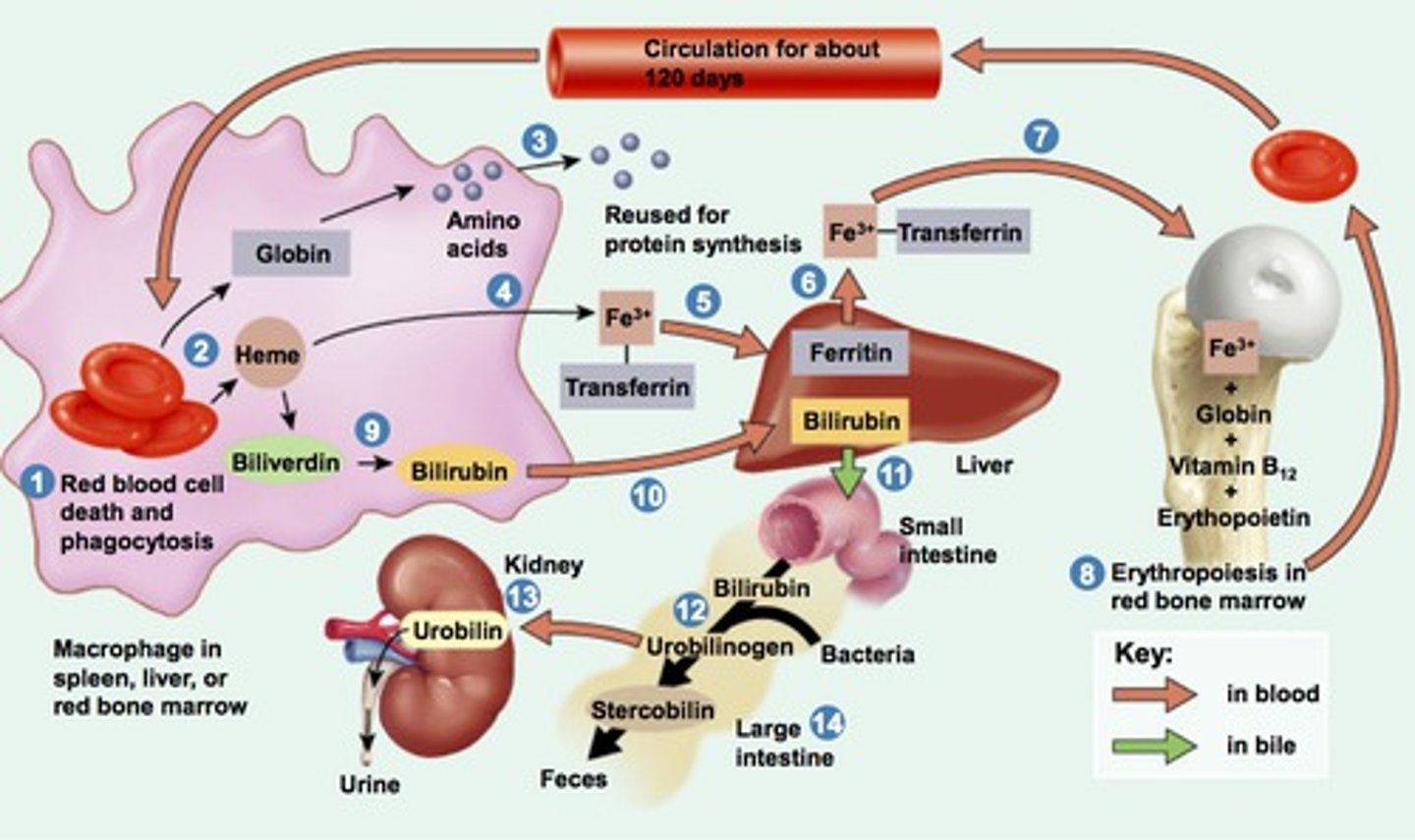 <p>120 days (4 months)</p>
