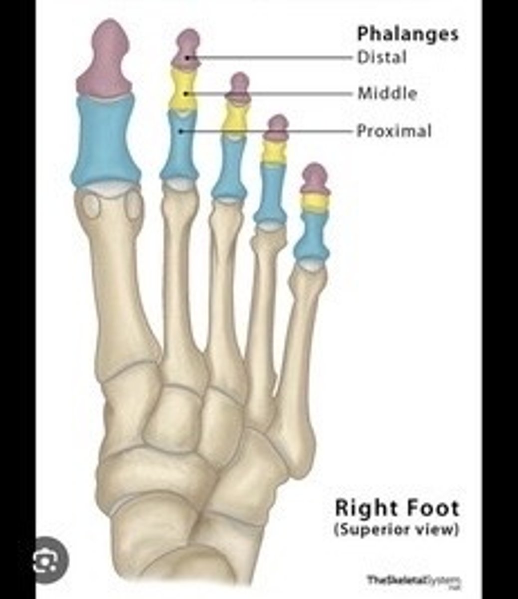 <p>Bones of the toes; distal, middle, proximal.</p>