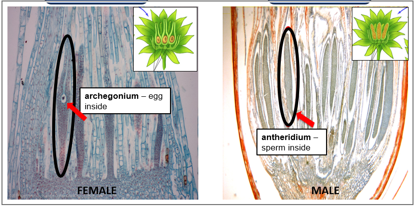 <p>What is this image of?</p>