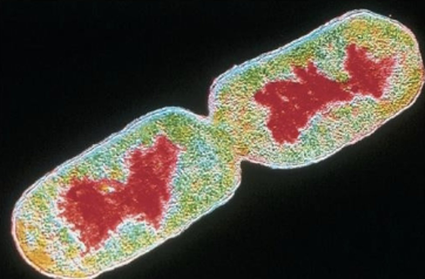 <p>false; have a nucleoid that is usually not membrane bound</p>