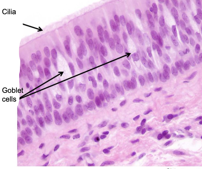 <p>Pseudostratified:</p><p>• All cells touch the basement membrane, but not</p><p>all cells reach the apical surface</p><p>• All cells have cilia and goblet cells; AKA</p><p>respiratory epithelium</p><p>Columnar:</p><p>• Apical cells are column shaped in cross section</p><p>• Cells are taller than they are wide</p><p>• Oval nuclei, located near the basal surface</p>