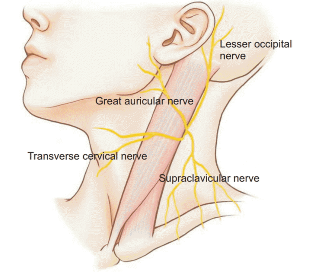 <ul><li><p>Lesser occipital nerve </p></li><li><p>Greater auricular nerve </p></li><li><p>Transverse cervical nerve </p></li><li><p>Supraclavicular nerve</p></li></ul><p></p>