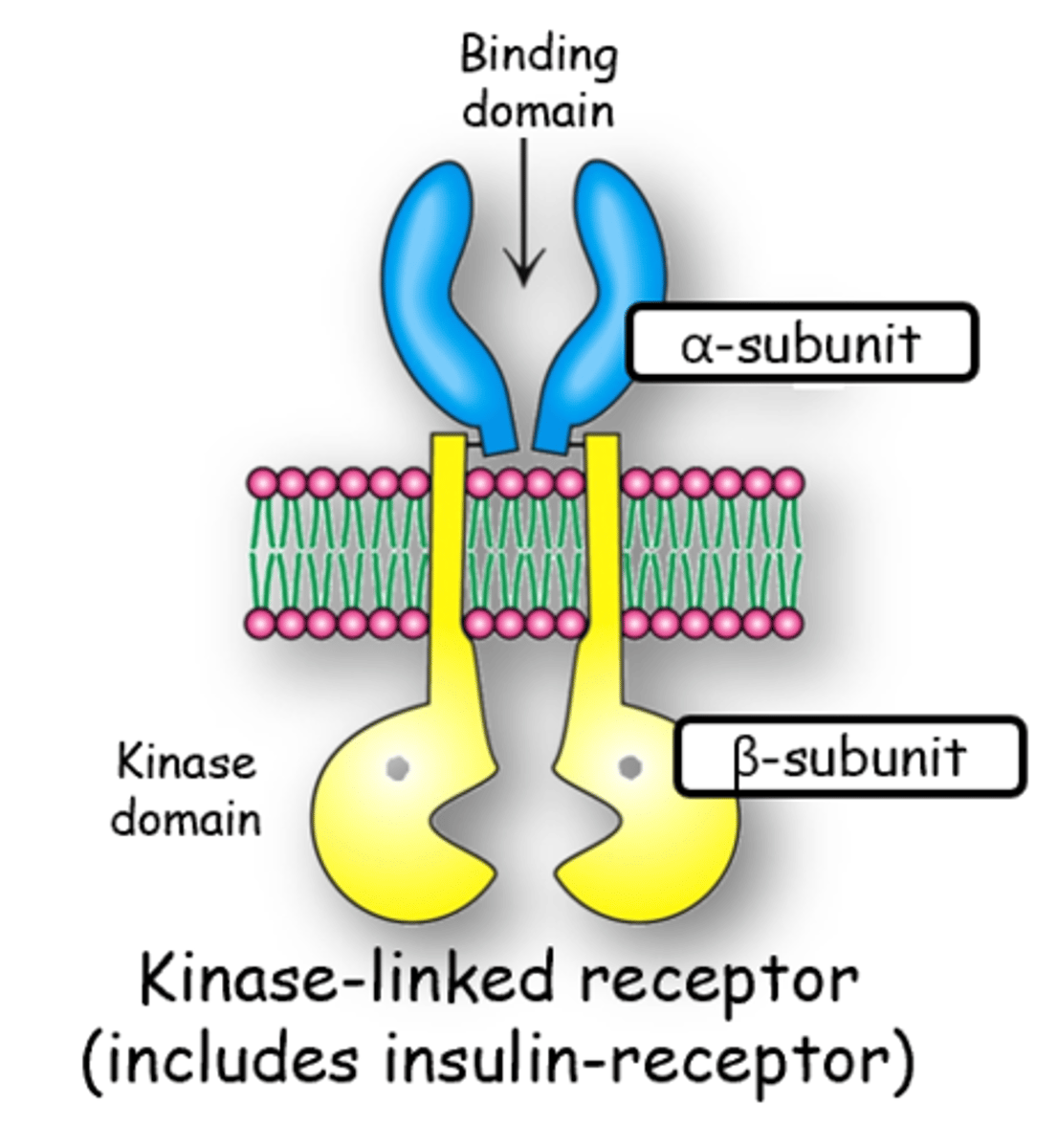 <p>-Binding domain externally (alpha subunit)</p><p>-Kinase domain internally (beta subunit)</p>
